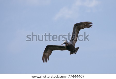 A Pelican in flight on the gulf coast.