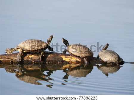 Three Box Turtles sunning on a log in the water.