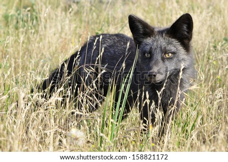 black fox in yellow meadow