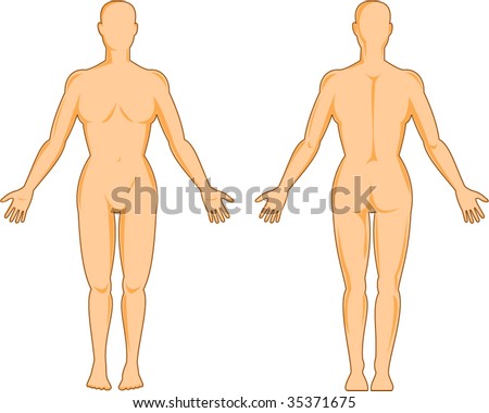 human anatomy. human anatomy standing