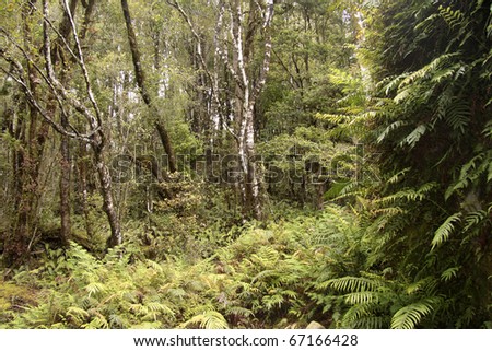 image of a new zealand tree fern forest