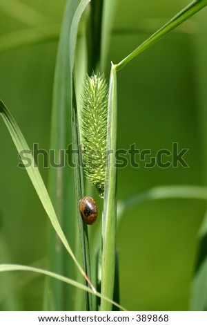 green rush with snail