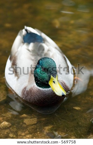 Wet duck