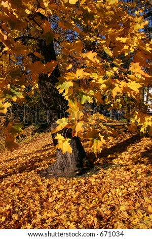 Maple tree with a fallen maple leaves in the autumn