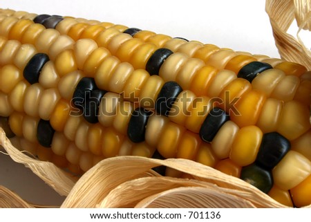 Corn ear with golden and black corns