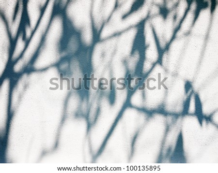 Tree shadow on the White Wall Background