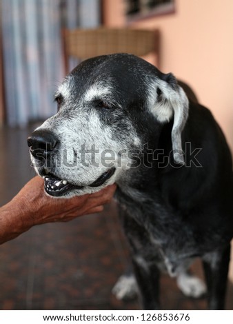 Happy old dog with old man hand