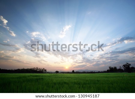 A Peaceful Rice Field On Sunrise Sky Background : Thailand