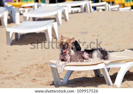 Two dogs sunbathing on the beach sitting on a deck chair