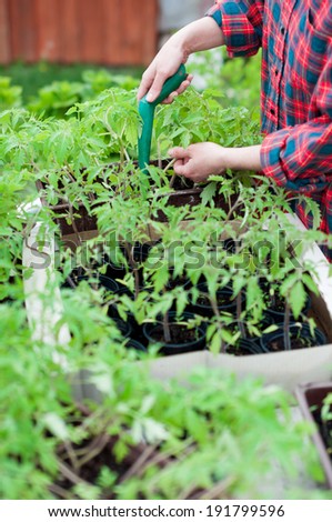 Woman planting tomato seedlings