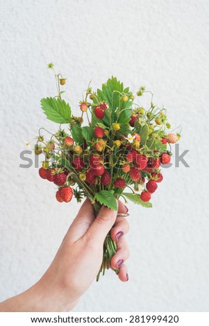 Hand holding bouquet made of wild strawberries