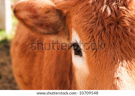 Cow face detail