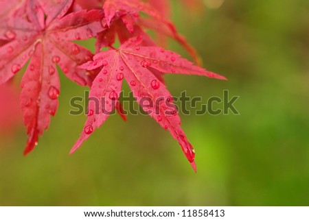 red japanese maple leaf. red japanese maple leaf. stock
