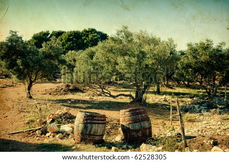 Olive trees on vintage background