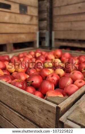 Apples in bulk wooden box