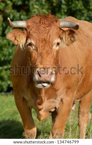 Limousin cow - Limousin cattle are a breed of highly muscled beef cattle originating from the Limousin region of France