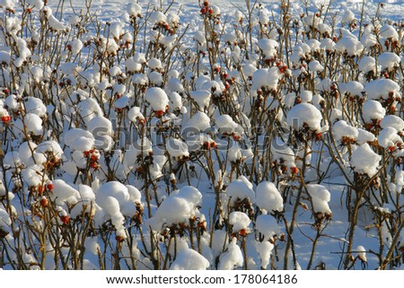 winter, snow drifts, plant in the snow background; wild rose;
