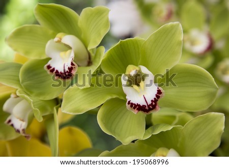 orchid flowers grow in the park, growing flowers, orchid in a greenhouse