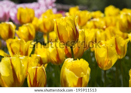 flowers tulips growing in the park, growing flowers