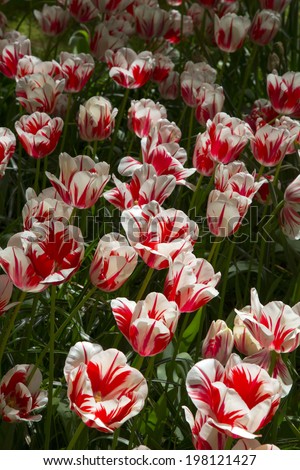 flowers tulips growing in the park, growing flowers