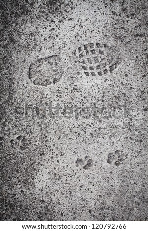 Man and dog footprints on concrete track