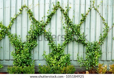 Green wooden fence in garden with plant