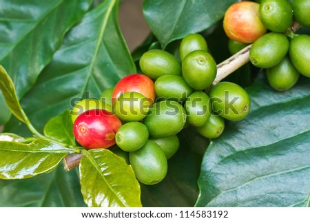 Coffee tree with ripe and raw berries on the branch