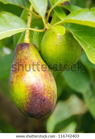 Fresh Avocado fruit growing on a tree in the garden