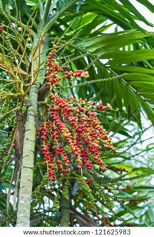 Red and yellow betel nuts hanging on a palm