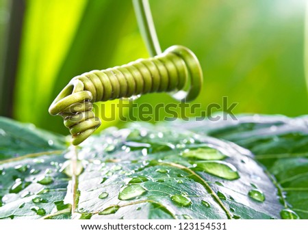 Macro photo of a spiral of mustache creeper plant with raindrop on nature background