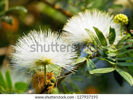 White color of powder puff flower blooming like dream