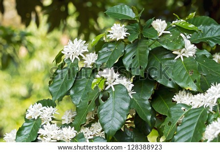 Coffee tree blossom with white color flower