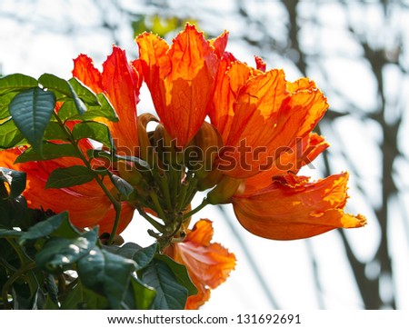 Close up orange flowers of the African Tulip Tree or fountain Tree