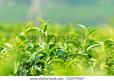 Cluster of young green tea leaf in tea field
