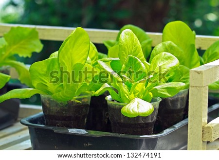 Fresh green salad is grown in plastic pot and tray