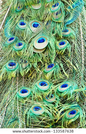 Colorful of green peacock feathers pattern