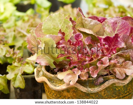 Fresh red salad is grown in pot; showing in shop