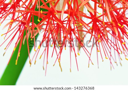 Macro of Fireball Lily flower isolated on white background (Haemanthus multiflorus (Tratt.) Martyn; Amaryllidaceae)