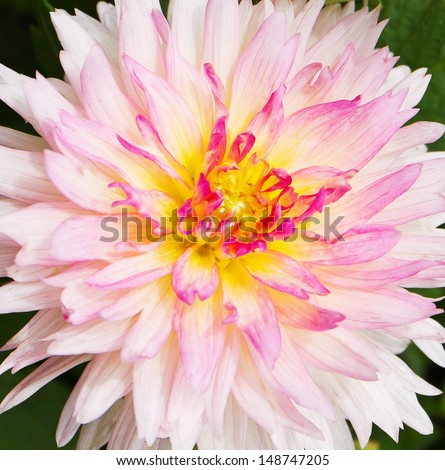 Close up of beautiful pink Garden Dahlia flower (Dahlia hybrid, Compositae)