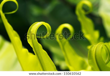 The structure of tropical fern plant in close up view (Bird\'s nest fern, Asplenium nidus., Polypodiaceae)
