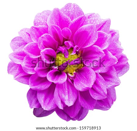 Close up of beautiful violet Garden Dahlia flower with raindrops isolated on white background (Dahlia hybrid, Compositae)
