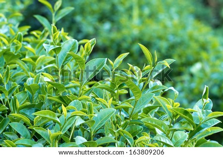 Cluster of green tea leaves in tea plantation