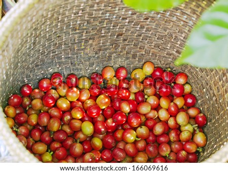 Red Coffee berries in bamboo basket