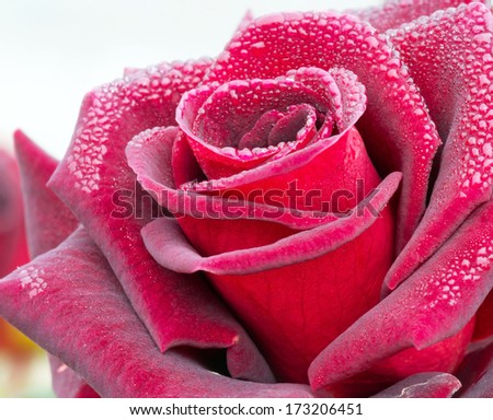 Macro view of beautiful red rose blossom with dewdrop in morning time