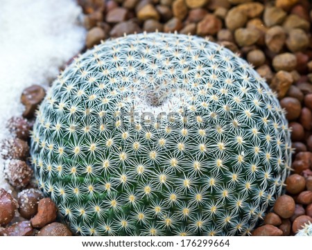 Macro of Golden Barrel Cactus plant in the botanic garden (Echinocactus grusonii Cactaceae)