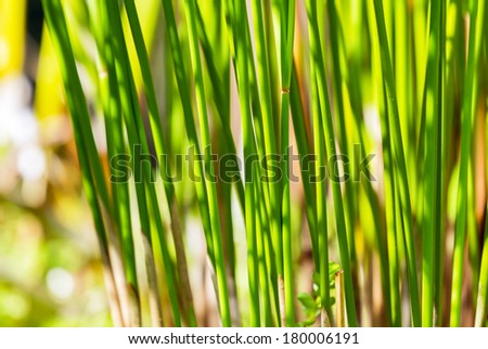 Stalks of papyrus green plant stand in line with sunlight background