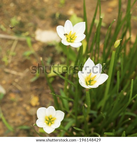 Close up of small white Zephyranthes flower blossom (Rain Lily or Fairy Lily, Zephyranthes spp., Amarylieaceae)