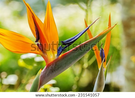 Colorful of  Bird of paradise flower blossom in botanic garden