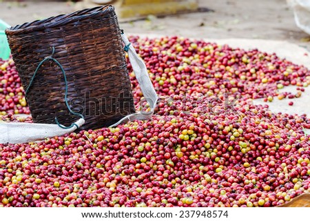 Pile of red Arabica coffee berries on farm with bamboo basket