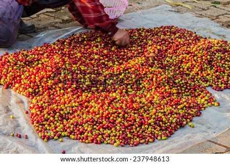 Pile of red Arabica coffee berries on farm and size selection